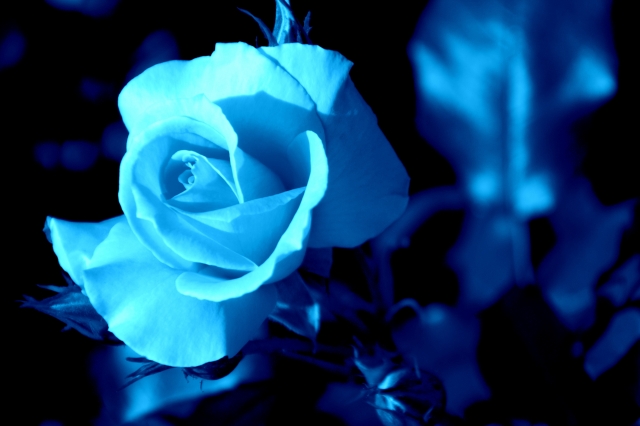 青いバラの花言葉は今と昔で違う？サントリーが起こした奇跡